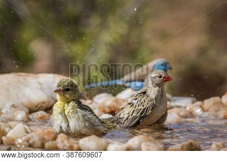 Blue Breasted Cordonbleu,village Weaver And Red-billed Quelea Bathing In Waterhole In Kruger Nationa