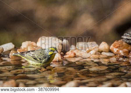 Yellow Fronted Canary Bathing At Waterhole In Kruger National Park, South Africa ; Specie Crithagra 