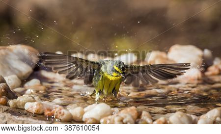 Yellow Fronted Canary Taking Of From Waterhole In Kruger National Park, South Africa ; Specie Critha