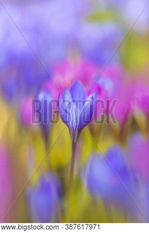 Violet Crocus Flower Close-up. Colorful Meadow. Single Flower On The Background Of Blurred Flowers. 