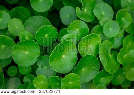Fresh Green Leaf. Gotu Kola. Centella Asiatica. Beautiful Background Of Centella Asiatica, Herbs Hel