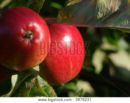 Rote Äpfel