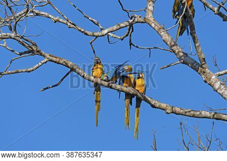 A Group Of Blue And Yellow Macaws In A Tree Near Alta Floresta, Brazil