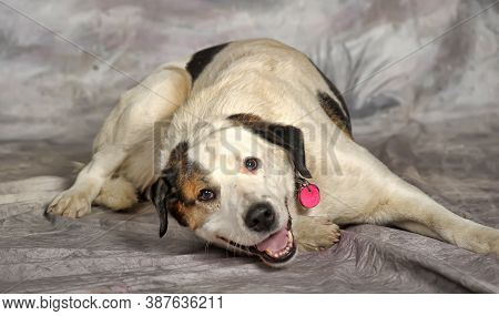 Happy Young White With Black Spots Dog Half-breed