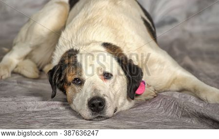 Happy Young White With Black Spots Dog Half-breed
