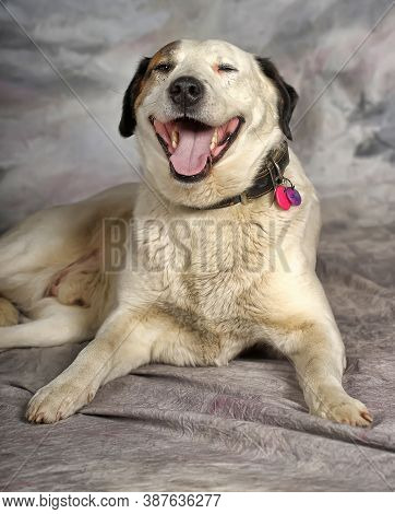 Happy Young White With Black Spots Dog Half-breed