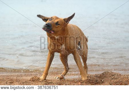 The Red Dog Shakes Off The Water
