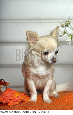 White Chihuahua And Autumn Maple Leaves In The Studio