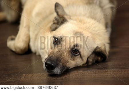 Light-colored Mongrel In The Studio With A Happy Face