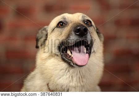 Mongrel In The Studio With A Happy Face
