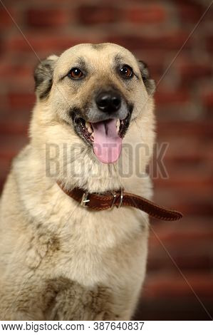 Mongrel In The Studio With A Happy Face