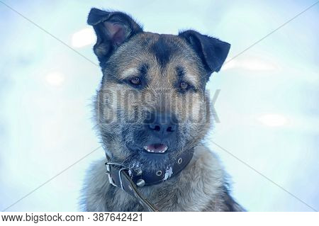 Dog Half-breed Terrier In Winter Close Up