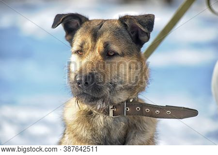 Dog Half-breed Terrier In Winter