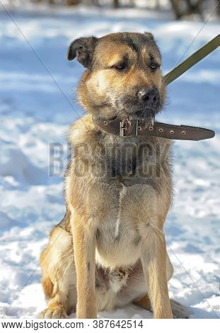 Dog Half-breed Terrier In Winter