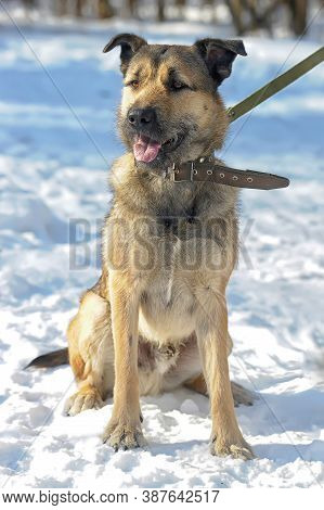 Dog Half-breed Terrier In Winter
