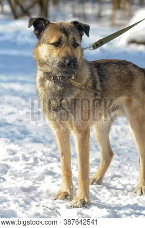 Dog Half-breed Terrier In Winter