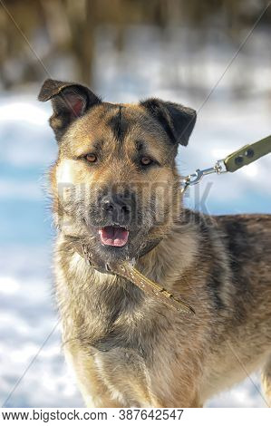 Dog Half-breed Terrier In Winter