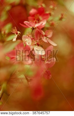 Pink Apple Tree Flowers With Green Leaves Blured