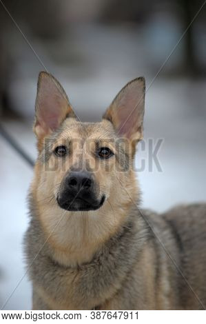 Half-breed Sheepdog On A Winter Background Close Up