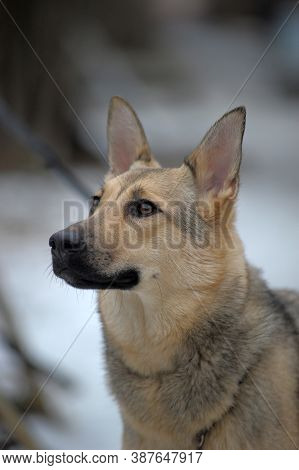 Half-breed Sheepdog On A Winter Background