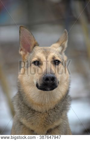 Half-breed Sheepdog On A Winter Background