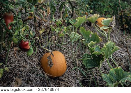 Orange Pumpkin And Chillis In Permaculture Flower Bed
