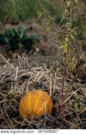 Orange Pumpkin In Haystack In French Permaculture Garden