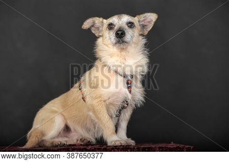 Small Mongrel Terrier On A Dark Background