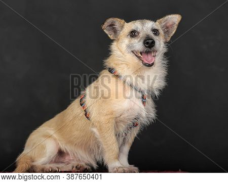 Small Mongrel Terrier On A Dark Background