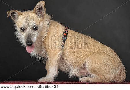 Small Mongrel Terrier On A Dark Background
