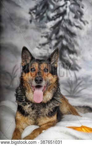 Half-breed Shepherd Dog On A Winter Background