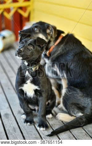 Two Outbred Puppies Of A Mestizo Shepherd Dog Nearby In Collars