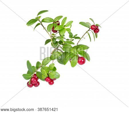 Cranberries With Leaves. Lingonberries. Branches Forest Cowberries Isolated On White. Wild Berry Cow