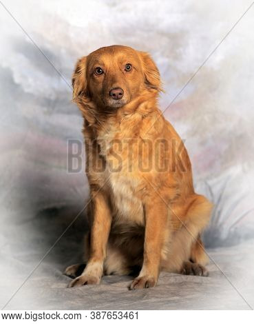 Beautiful Little Red Dog Mongrel On A Light Background