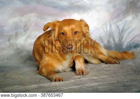Beautiful Little Red Dog Mongrel On A Light Background