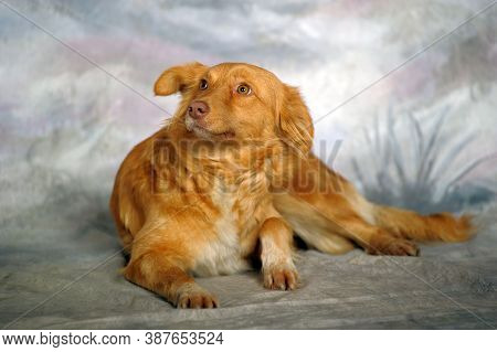 Beautiful Little Red Dog Mongrel On A Light Background