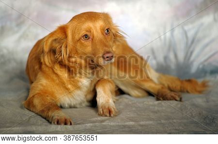 Beautiful Little Red Dog Mongrel On A Light Background