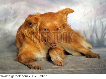 Beautiful Little Red Dog Mongrel On A Light Background