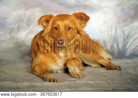 Beautiful Little Red Dog Mongrel On A Light Background