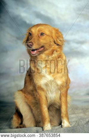 Beautiful Little Red Dog Mongrel On A Light Background