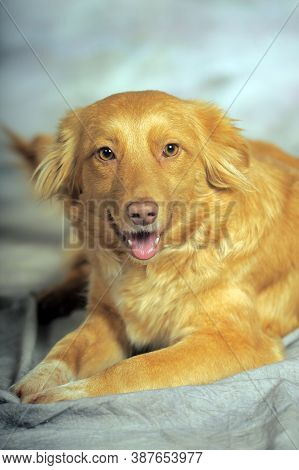 Beautiful Little Red Dog Mongrel On A Light Background