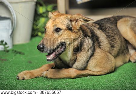 Outbred Happy Brown Dog On Green Grass