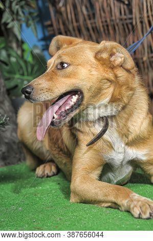 Outbred Happy Brown Dog On Green Grass