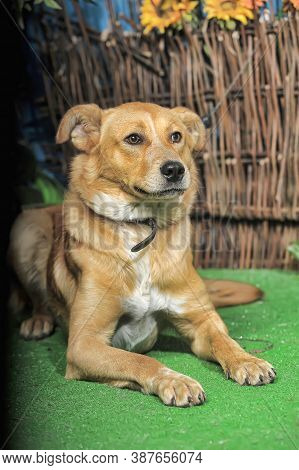 Outbred Happy Brown Dog On Green Grass