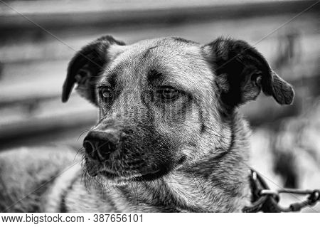 Red-haired Dog Mongrel In Winter Close Up