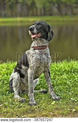 German Wirehaired Pointer (deutsch Drahthaar) Poses Close Up