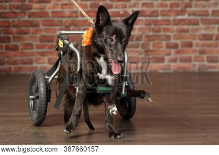 Disabled Dog With A Wheelchair  Close Up