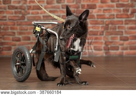 Disabled Dog With A Wheelchair  Close Up