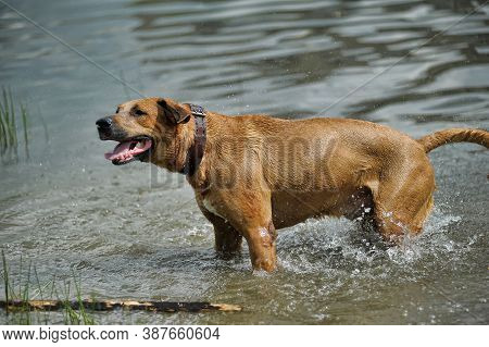 The Dog  Shaken In The Water