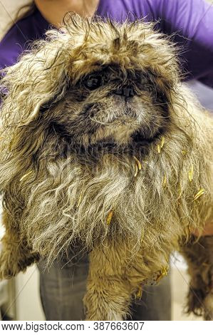 An Old Pekingese Found Homeless With A Festering Eye